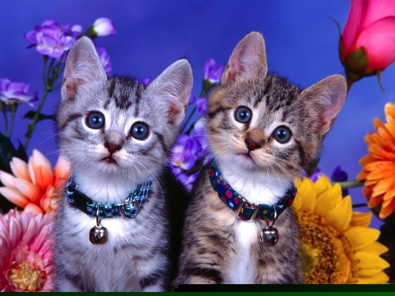 苏州印刷包装无尘车间装修公司(苏州印刷产品包装)